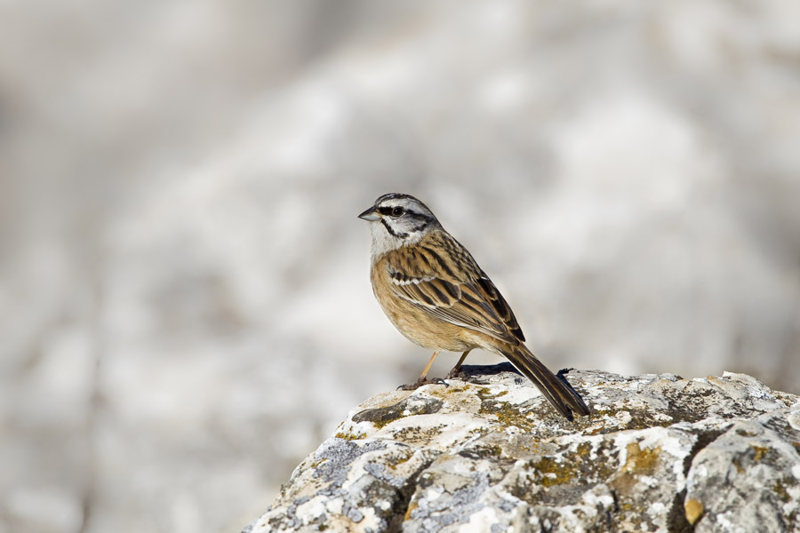 Bird_rock_bunting_Skadar