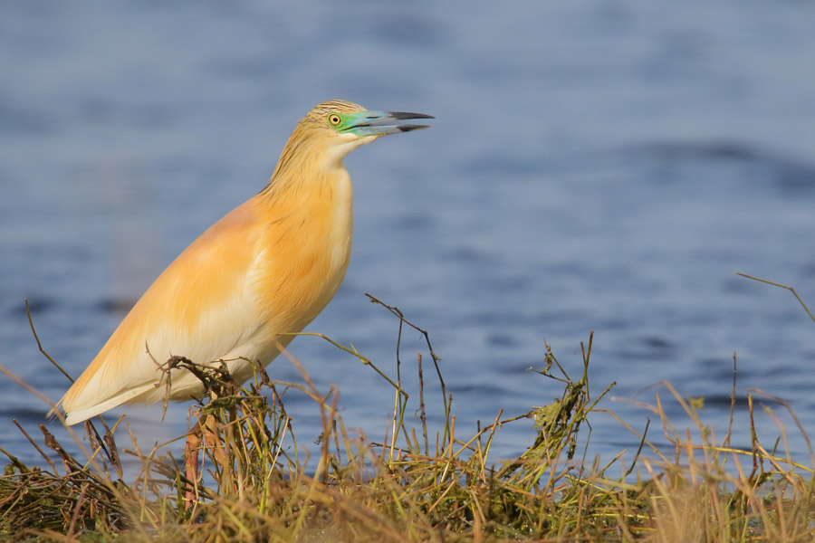 Squacco_heron_Montenegro
