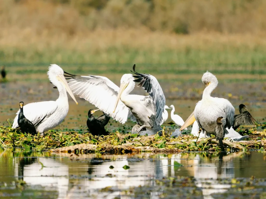 Birdlife and quiet nature around Lake Skadar near Rijeka Crnojevića