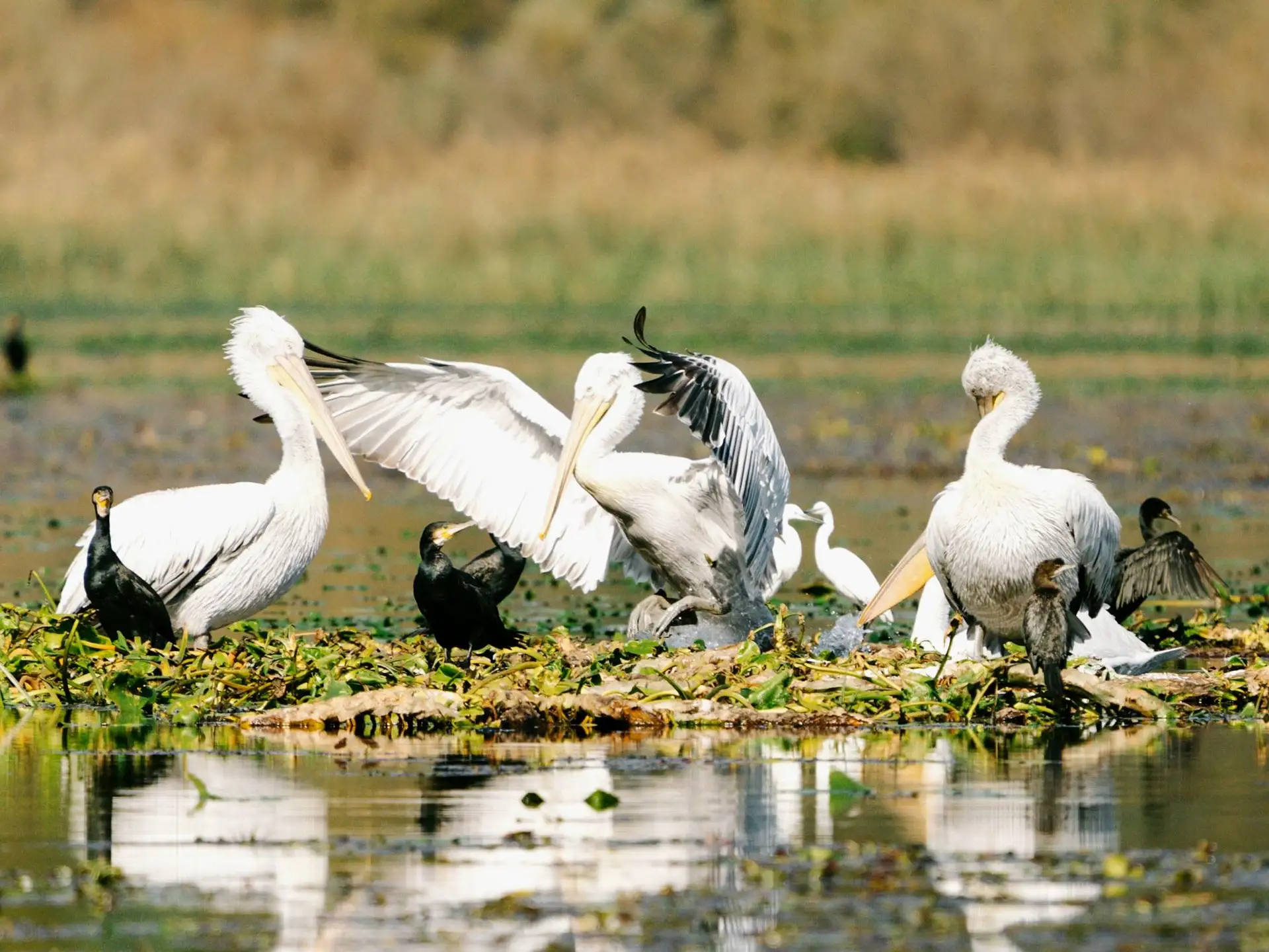 Bird Lake Skadar