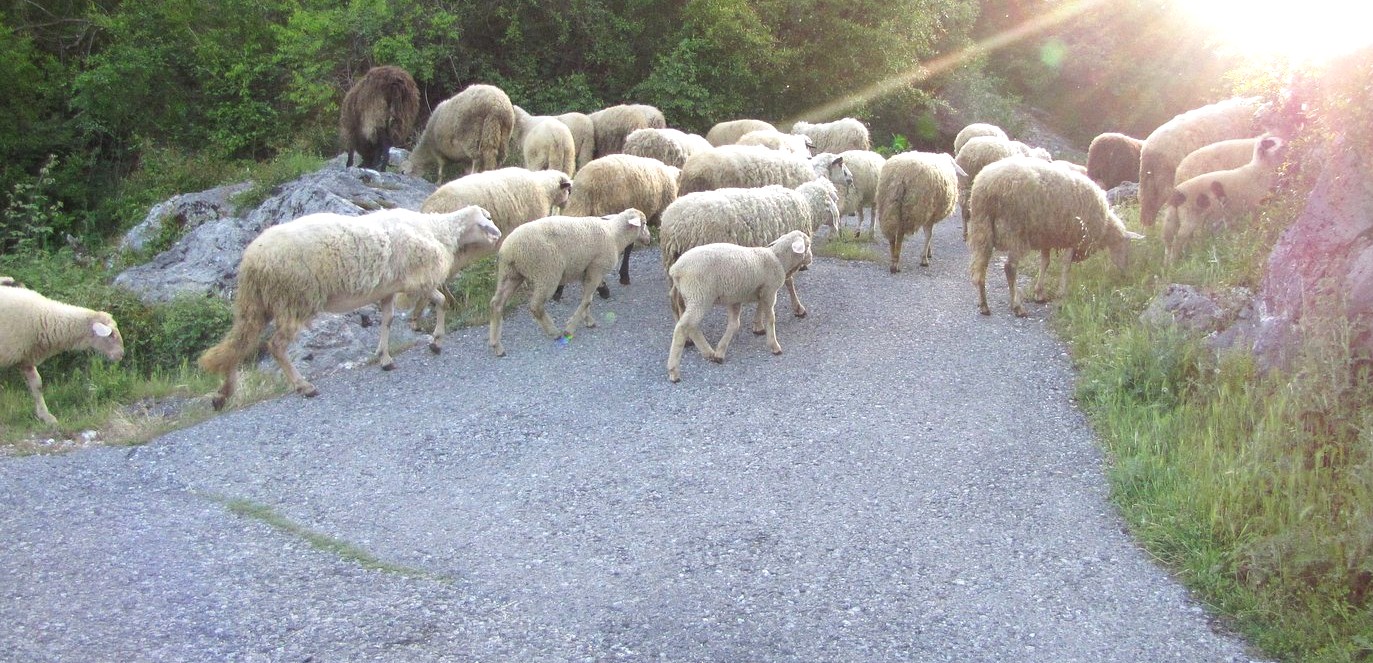 Animals montenegro